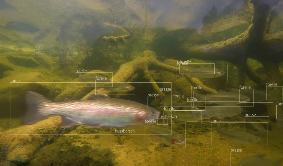 A sea trout swims in turbid water. It and its surroundings are being scanned.