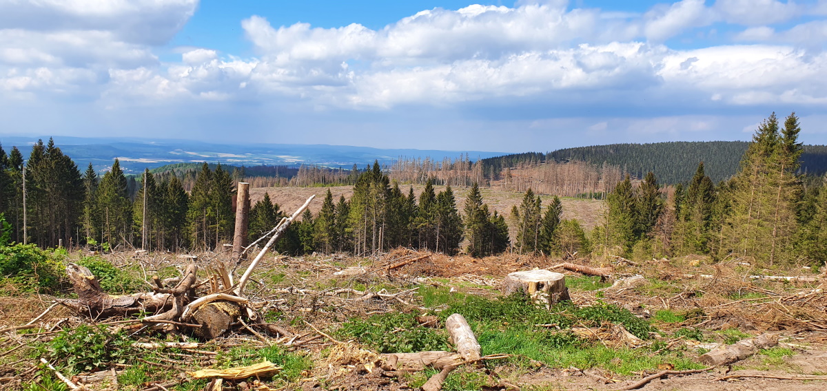 Forest damage in the Harz Mountains in recent years