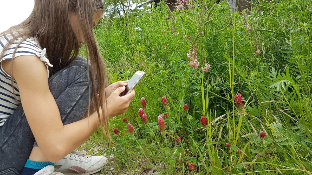 Mädchen fotografiert eine Pflanze mit ihrem Handy (© Flora Incognita Projekt)