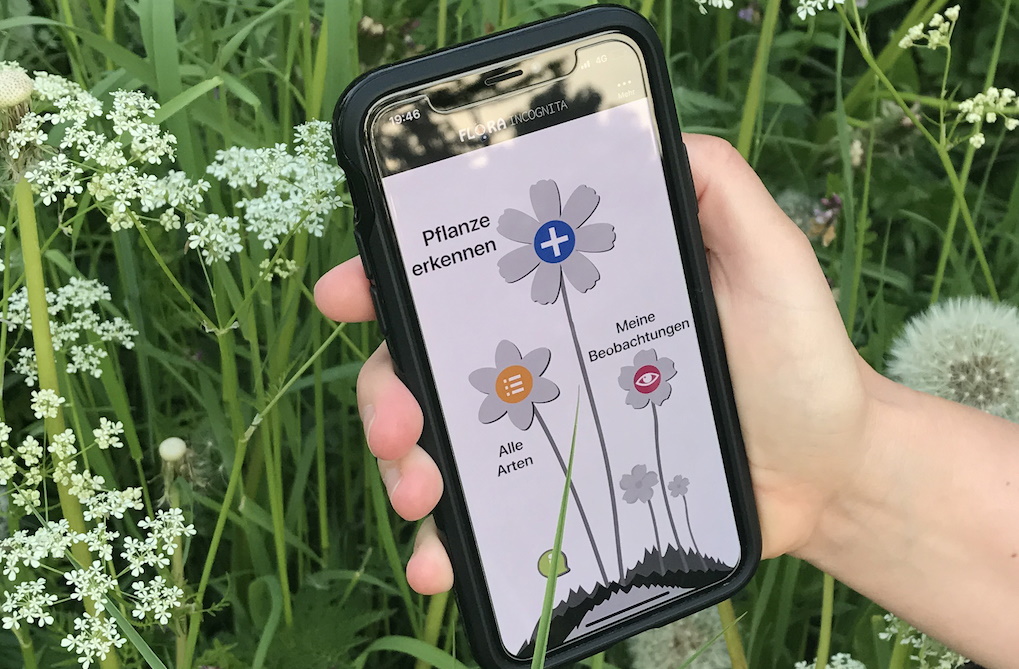 Eine Smartphone ist auf eine Pflanze gerichtet. Mit Hilfe einer App untersucht das Smartphone die Pflanze.