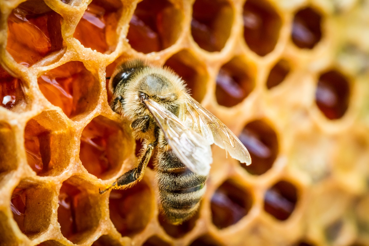 Eine Biene ist auf dem Foto zu sehen, die sich vor einer Wabe bewegt.